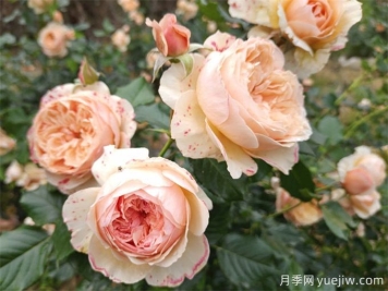 月季花苞打不開、枯萎是咋回事？