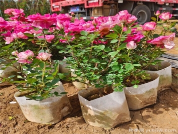 月季哪個(gè)季節(jié)種植最容易活？春夏秋冬移栽月季指南