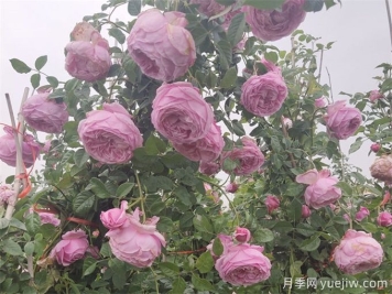月季花苞為什么會(huì)垂頭無法直立？