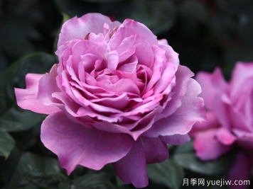 陽(yáng)光不充足也能養(yǎng)月季嗎？