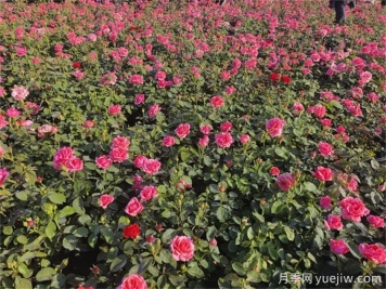 地栽月季比盆栽月季長得更好開花更多？