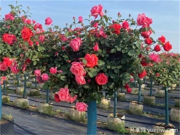 月季修剪越厲害開(kāi)花越多？月季修剪方法