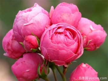 月季花苞打不開萎縮是什么原因？