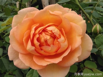 夏洛特夫人月季讓人又愛(ài)又恨