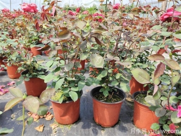 一個(gè)花盆可以種幾顆月季？歐月上盆的小常識(shí)
