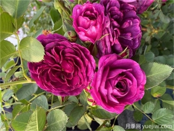 月季秋季花期，如何保證秋天花開爆盆？