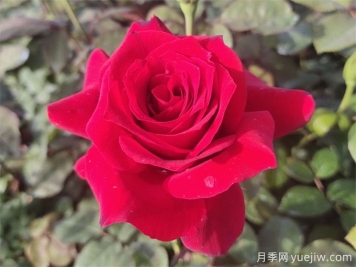 送花有講究，玫瑰花語(yǔ)、支數(shù)寓意告訴你