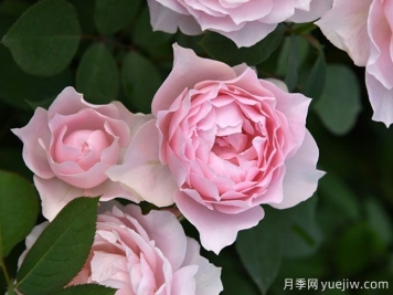 長(zhǎng)袍月季/露肩長(zhǎng)袍