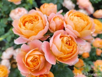 月季中的花堅(jiān)強(qiáng)，果汁陽臺(tái)和大游行
