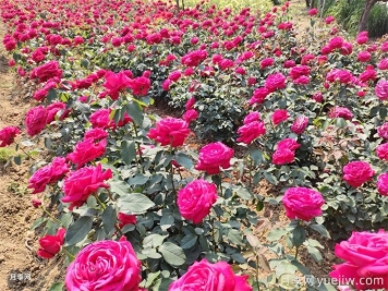 種植和管理地栽月季需要注意些什么？