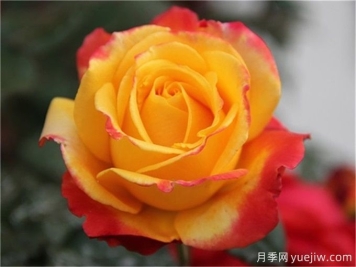 種植大花月季需要注意什么細(xì)節(jié)？