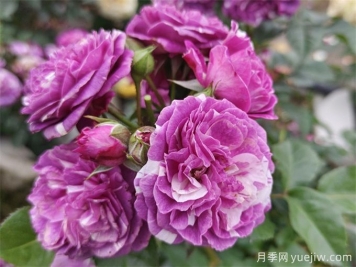 栽植養(yǎng)護(hù)月季需要注意什么？