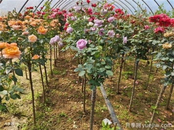 兩廣福建地區(qū)種植月季有什么要注意！