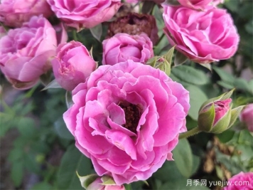 壓條繁殖后的月季枝條，為什么那么容易開花呢？