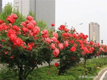 合肥樹狀月季花爆火！真相沒你想得那么簡單！