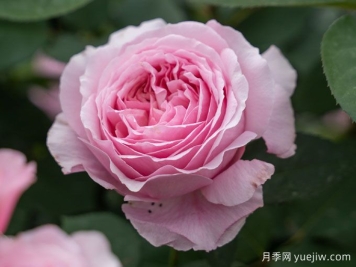玫瑰與月季，rose中的典雅華麗