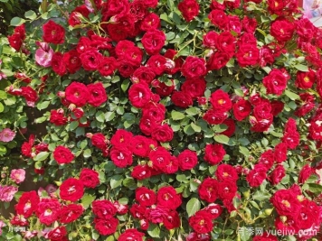 如何打造一面月季花墻？
