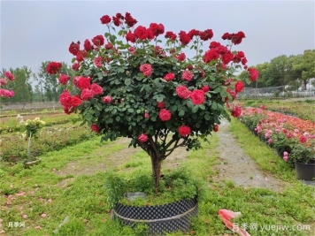 盆栽月季樹(shù)的葉子出現(xiàn)焦邊的情況怎么辦？