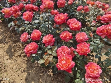 月季花的花期是什么時(shí)候？想要開(kāi)花要滿(mǎn)足哪些條件？