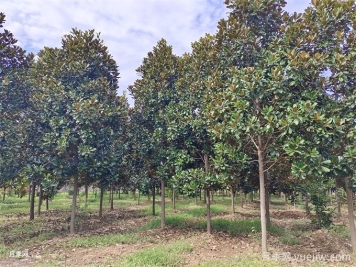 中式庭院常用植物-常綠喬木類，你知道幾個(gè)？