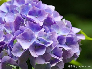 北方懶人低維護(hù)花園植物合集(開花類)，你認(rèn)識(shí)幾種？
