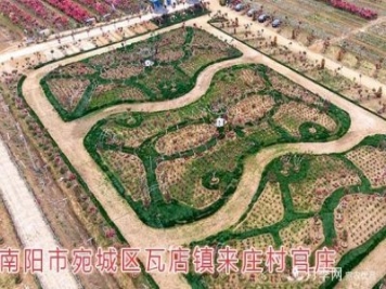 南陽市瓦店鎮(zhèn)古樁月季產(chǎn)業(yè)促致富