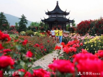2020中國南陽首屆首屆月季博覽會(huì)可以如期開幕嗎？