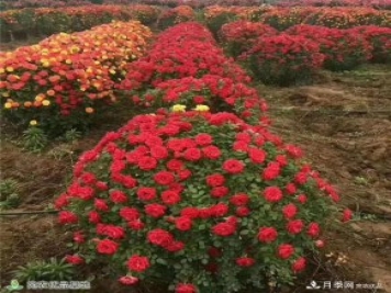 月季之鄉(xiāng)，漫步南陽市石橋鎮(zhèn)細嗅花香飄九州