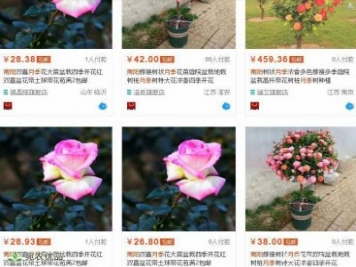 從淘寶南陽月季看農業(yè)電商