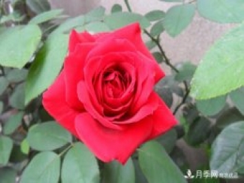 香水月季栽培中如何修剪養(yǎng)護(hù)？
