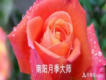 南陽市首批13名南陽月季大師名單都有誰？