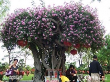 古樁月季不一樣的樹(shù)狀月季，還可以開(kāi)出各色的彩色月季樹(shù)
