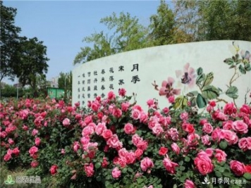 南陽市:從南陽月季看農業(yè)電商發(fā)展