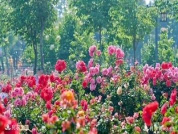 萊州月季，任尚泉月季花海里的兵支書