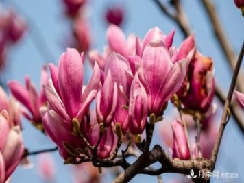 紫玉蘭育苗與栽培技術(shù)，簡單又方便學(xué)習(xí)一下