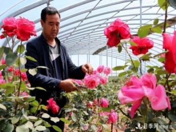 恍如仙境！河北河間這里的樹狀月季美翻了