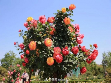 月季當(dāng)選為煙臺市的市花