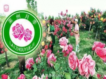 山東有三座城市以花聞名，除了菏澤牡丹平陰玫瑰，還有萊州月季之都