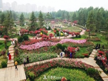 提升月季景觀，月季補植為河北廊坊城區(qū)綠化“錦上添花”