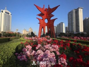 商丘市花月季爭相盛放，增艷商丘市容