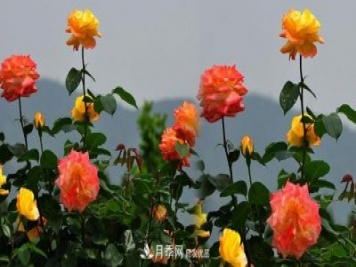 精選十首贊美月季花的古詩(shī)詞，夢(mèng)回唐宋看月季花開！
