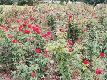 唐山惠豐湖這片月季花海太驚艷，太美了