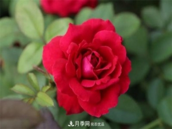 月季夫人蔣恩鈿，是她把月季花種到了人民大會堂