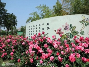 南陽(yáng)月季花開(kāi)，南陽(yáng)月季在園林綠化的場(chǎng)景案例展示