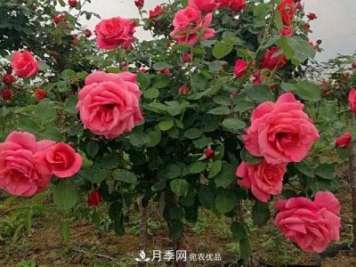 多種選擇，樹狀月季用什么樹做樹樁比較好？