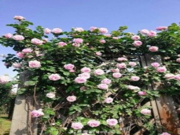 上海辰山植物園月季花海，五一迎來最佳觀賞期
