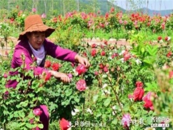 山東淄博沂源60畝月季花競(jìng)放，美麗產(chǎn)業(yè)助推特色鄉(xiāng)村旅游