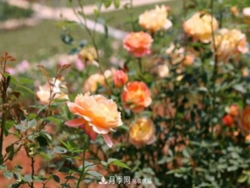 萬(wàn)紫千紅！湖南益陽(yáng)安化“茶鄉(xiāng)花?！痹录臼㈤_(kāi)