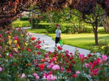 冉冉初夏，河北秦皇島十余處月季花海等你邂逅！