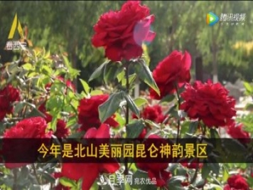 青海西寧第七屆月季展，北山美麗園20多萬株月季盛開！